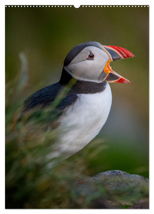 Naturerlebnis Puffin (CALVENDO Premium Wandkalender 2025)