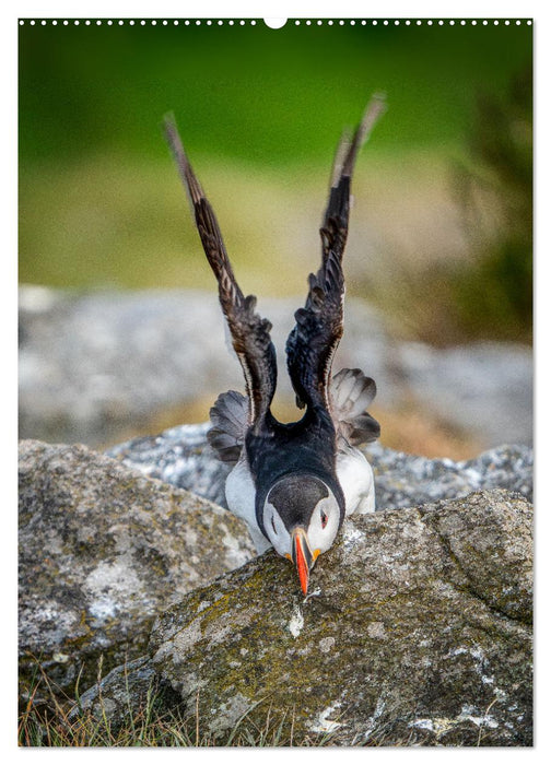 Naturerlebnis Puffin (CALVENDO Premium Wandkalender 2025)