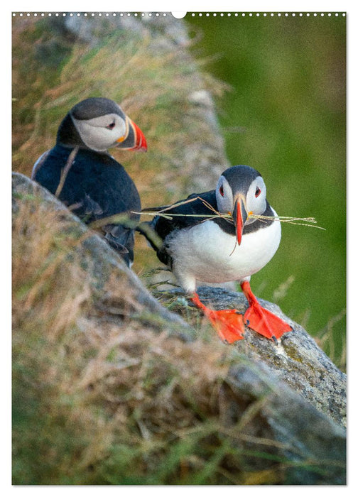 Naturerlebnis Puffin (CALVENDO Premium Wandkalender 2025)