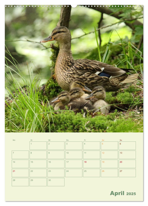 Waldmomente (CALVENDO Wandkalender 2025)