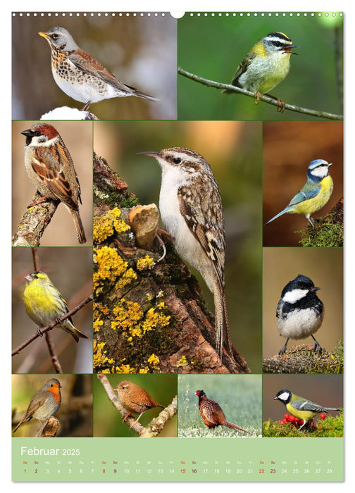 Alles für die Vögel (CALVENDO Wandkalender 2025)