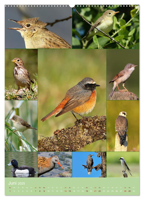 Alles für die Vögel (CALVENDO Wandkalender 2025)