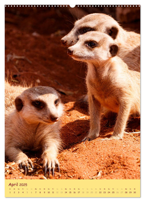 Erdmännchen - Eine Kolonie in der Kalahari (CALVENDO Wandkalender 2025)