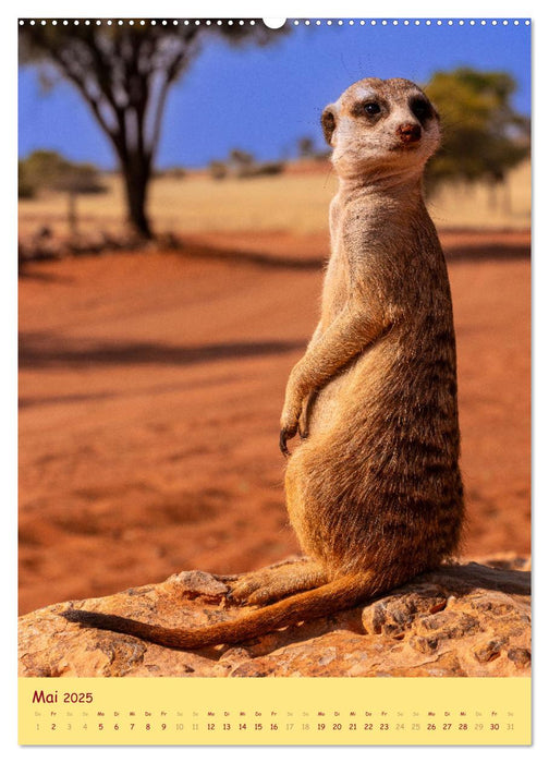 Erdmännchen - Eine Kolonie in der Kalahari (CALVENDO Wandkalender 2025)