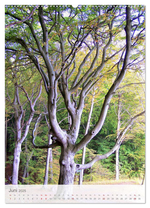 Im Nationalpark Jasmund - Naturwunder auf der Ostseeinsel Rügen (CALVENDO Premium Wandkalender 2025)