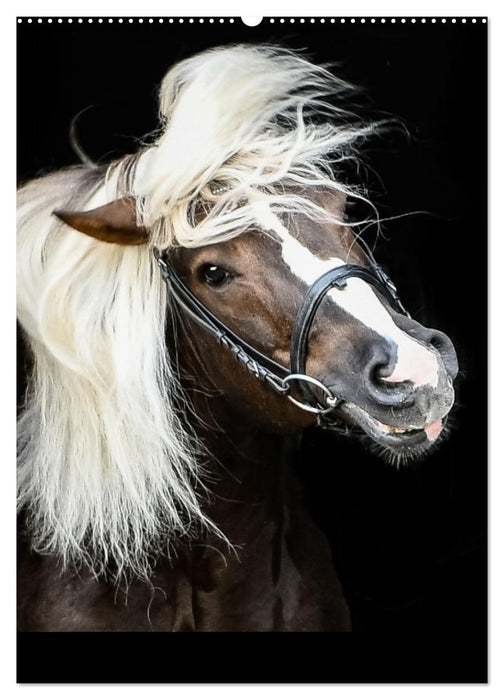 Schwarzwälder Füchse von Julia Hahn Photography (CALVENDO Premium Wandkalender 2025)