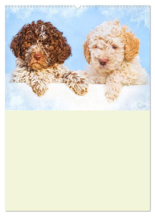 Lagotto Romagnolo - Der Trüffelhund Italiens - Planer (CALVENDO Wandkalender 2025)