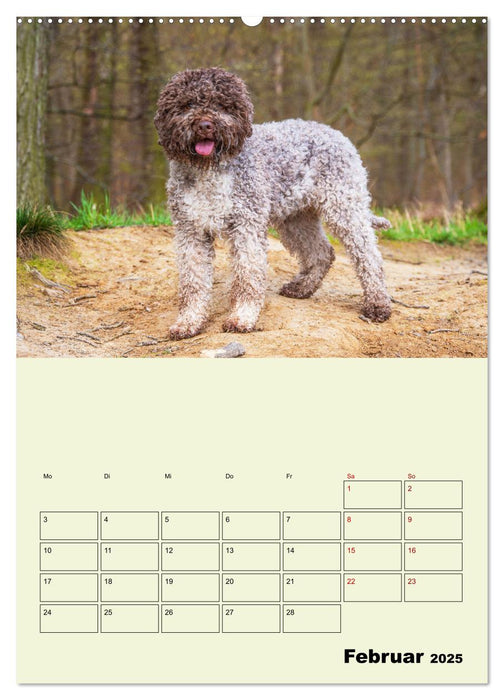 Lagotto Romagnolo - Der Trüffelhund Italiens - Planer (CALVENDO Wandkalender 2025)