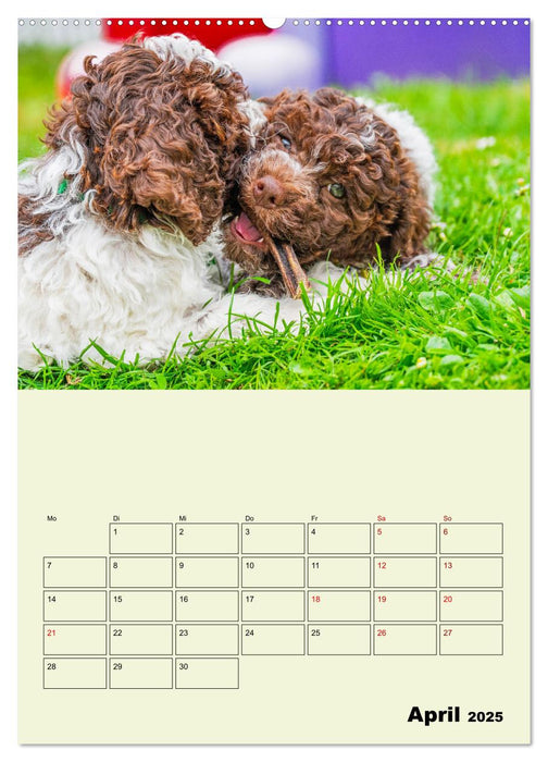 Lagotto Romagnolo - Der Trüffelhund Italiens - Planer (CALVENDO Wandkalender 2025)