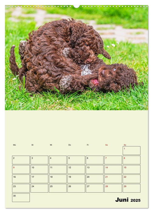 Lagotto Romagnolo - Der Trüffelhund Italiens - Planer (CALVENDO Wandkalender 2025)