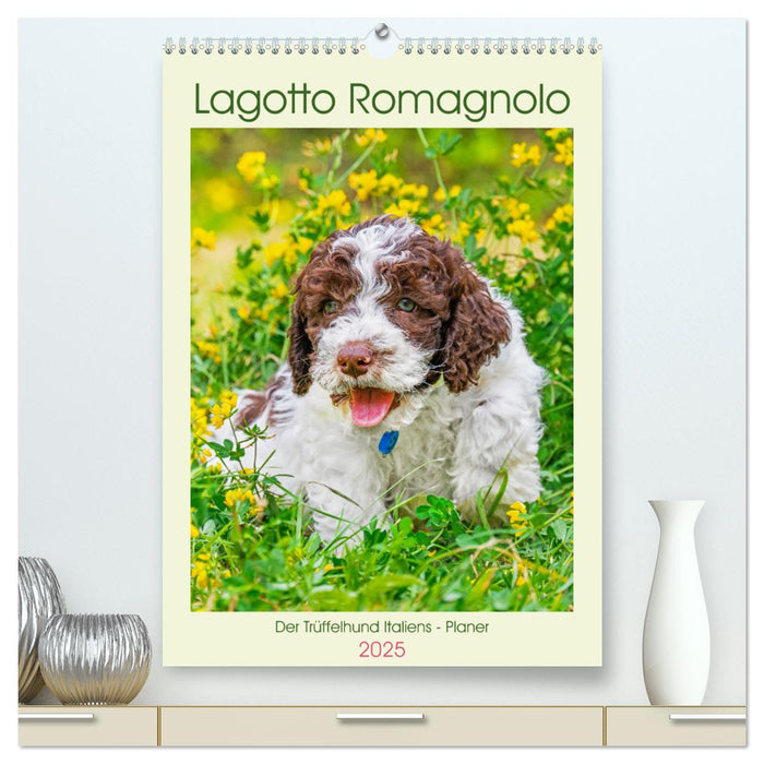 Lagotto Romagnolo - Der Trüffelhund Italiens - Planer (CALVENDO Premium Wandkalender 2025)