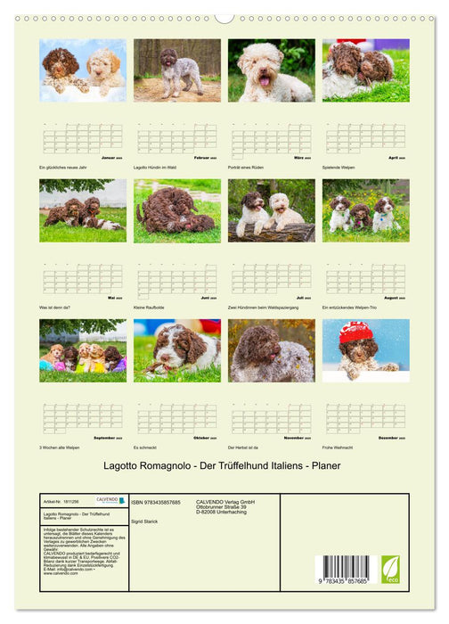 Lagotto Romagnolo - Der Trüffelhund Italiens - Planer (CALVENDO Premium Wandkalender 2025)