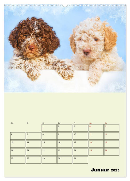 Lagotto Romagnolo - Der Trüffelhund Italiens - Planer (CALVENDO Premium Wandkalender 2025)