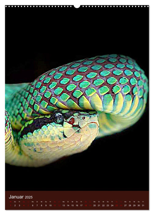 The Power Of Snake (CALVENDO Premium Wandkalender 2025)