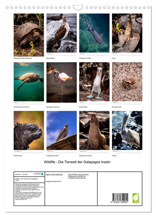 Wildlife - Die Tierwelt der Galapagos Inseln (CALVENDO Wandkalender 2025)