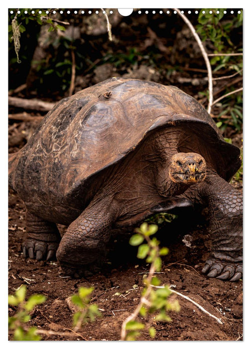 Wildlife - Die Tierwelt der Galapagos Inseln (CALVENDO Wandkalender 2025)