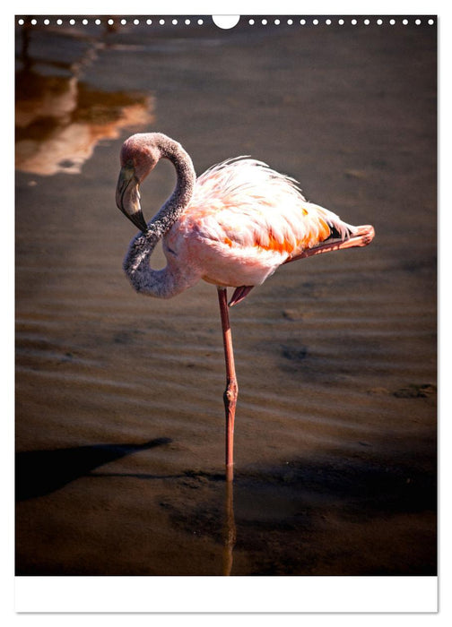 Wildlife - Die Tierwelt der Galapagos Inseln (CALVENDO Wandkalender 2025)