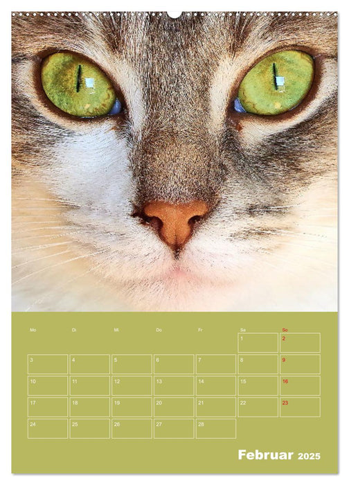 Cat Faces - Charakterstarke Katzengesichter ganz nah (CALVENDO Wandkalender 2025)