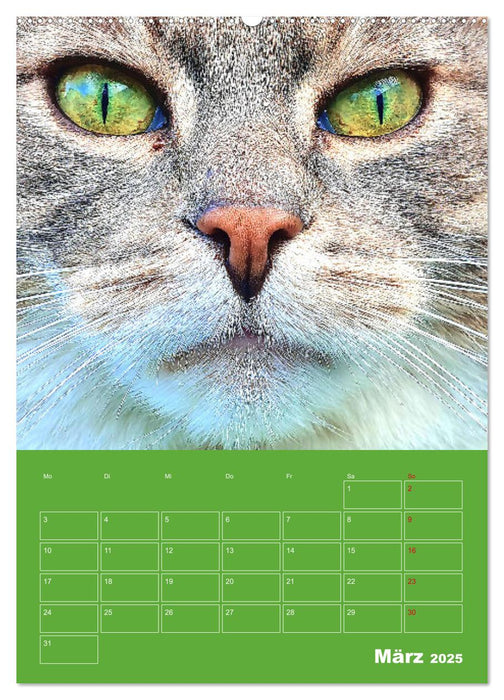 Cat Faces - Charakterstarke Katzengesichter ganz nah (CALVENDO Wandkalender 2025)