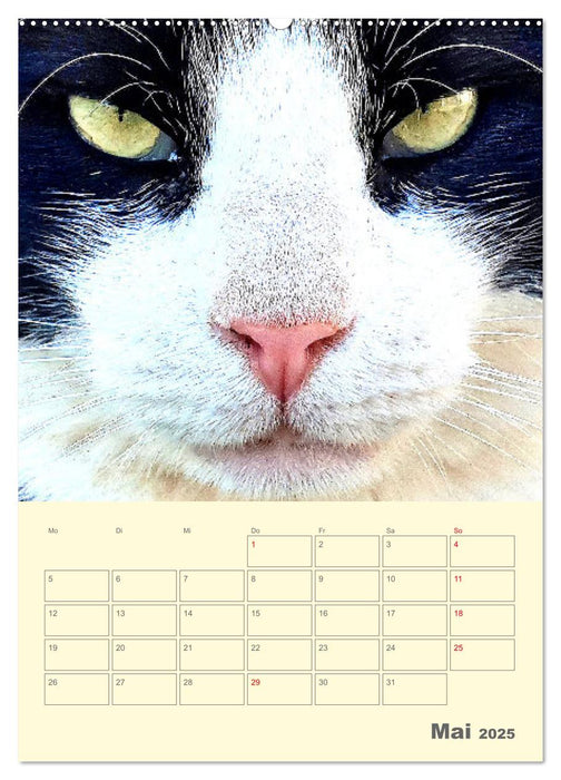 Cat Faces - Charakterstarke Katzengesichter ganz nah (CALVENDO Wandkalender 2025)