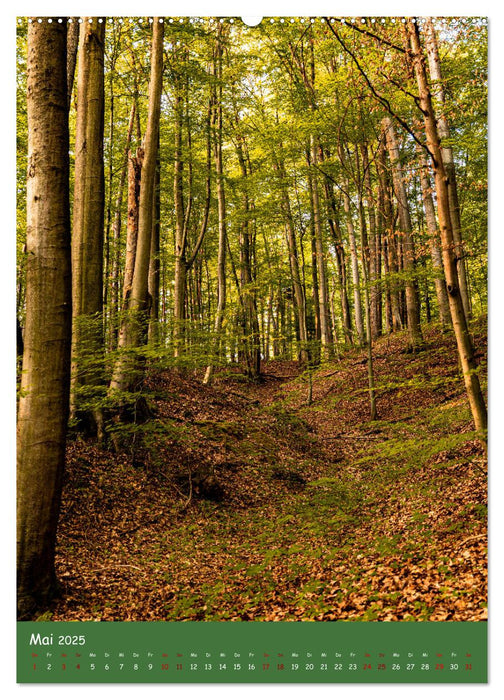 Ich bin dann mal im Wald (CALVENDO Wandkalender 2025)