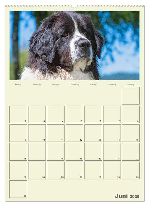 Faszination Landseer - Mit Plan durch das Jahr (CALVENDO Wandkalender 2025)