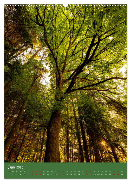 Ich bin dann mal im Wald (CALVENDO Premium Wandkalender 2025)