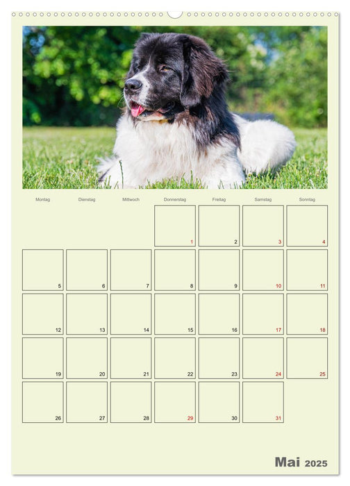 Faszination Landseer - Mit Plan durch das Jahr (CALVENDO Premium Wandkalender 2025)