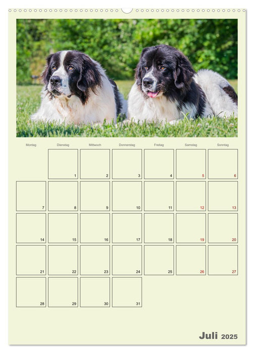 Faszination Landseer - Mit Plan durch das Jahr (CALVENDO Premium Wandkalender 2025)