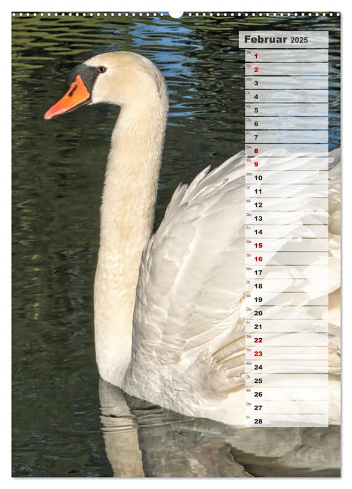 Stolze Schwäne (CALVENDO Wandkalender 2025)