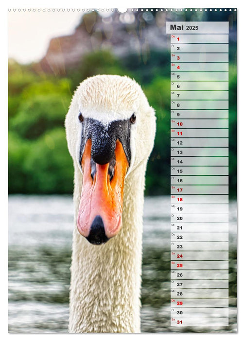 Stolze Schwäne (CALVENDO Wandkalender 2025)