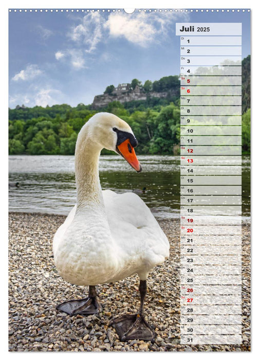 Stolze Schwäne (CALVENDO Premium Wandkalender 2025)