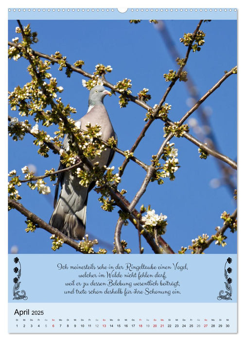 Buntes Tierleben (CALVENDO Wandkalender 2025)