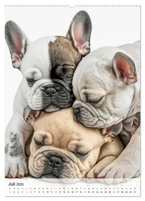 Französische Bulldogge - ein Hund für die Familie (CALVENDO Premium Wandkalender 2025)