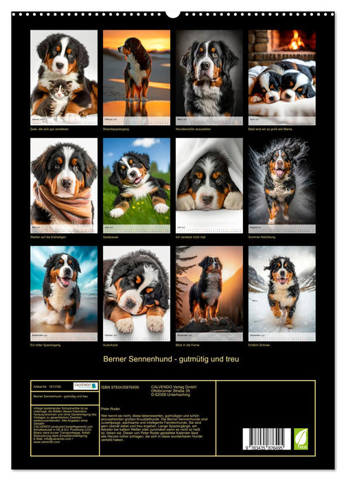 Berner Sennenhund - gutmütig und treu (CALVENDO Premium Wandkalender 2025)