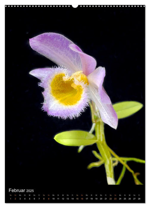 Orchideen - Exoten im Wohnzimmer (CALVENDO Premium Wandkalender 2025)