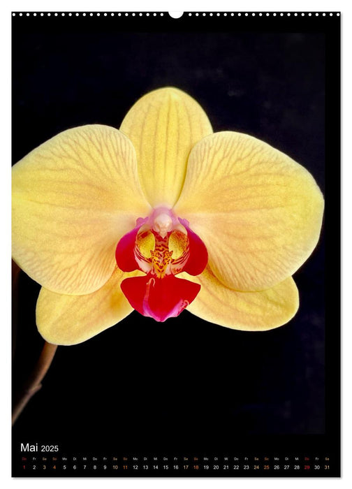 Orchideen - Exoten im Wohnzimmer (CALVENDO Premium Wandkalender 2025)