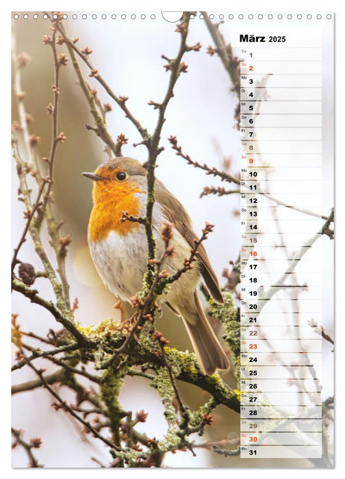 Niedliche Rotkehlchen (CALVENDO Wandkalender 2025)