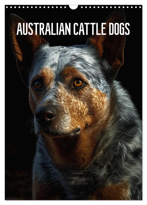 Australian Cattle Dogs (CALVENDO Wandkalender 2025)