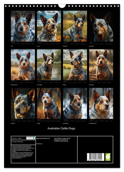 Australian Cattle Dogs (CALVENDO Wandkalender 2025)