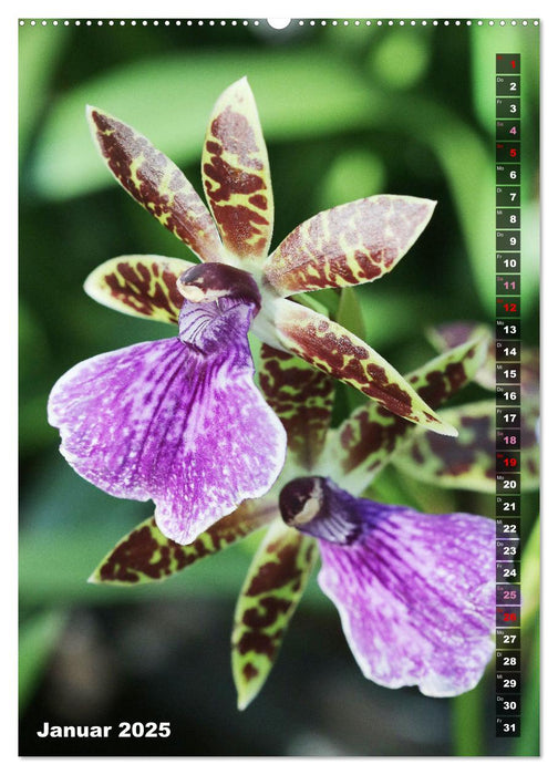 Freude an Orchideen (CALVENDO Premium Wandkalender 2025)