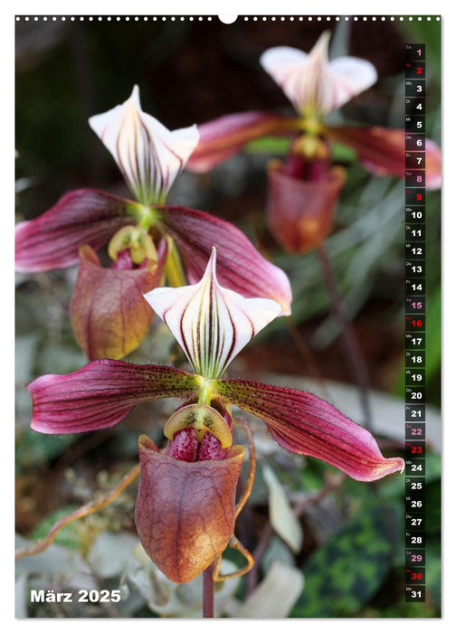 Freude an Orchideen (CALVENDO Premium Wandkalender 2025)