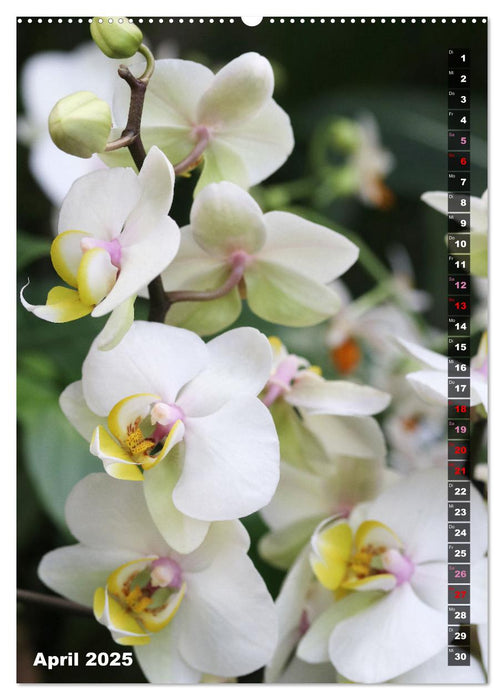 Freude an Orchideen (CALVENDO Premium Wandkalender 2025)