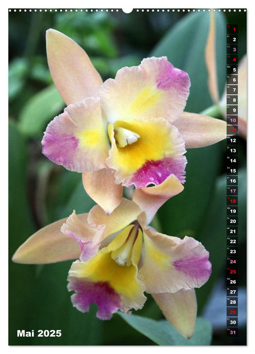 Freude an Orchideen (CALVENDO Premium Wandkalender 2025)