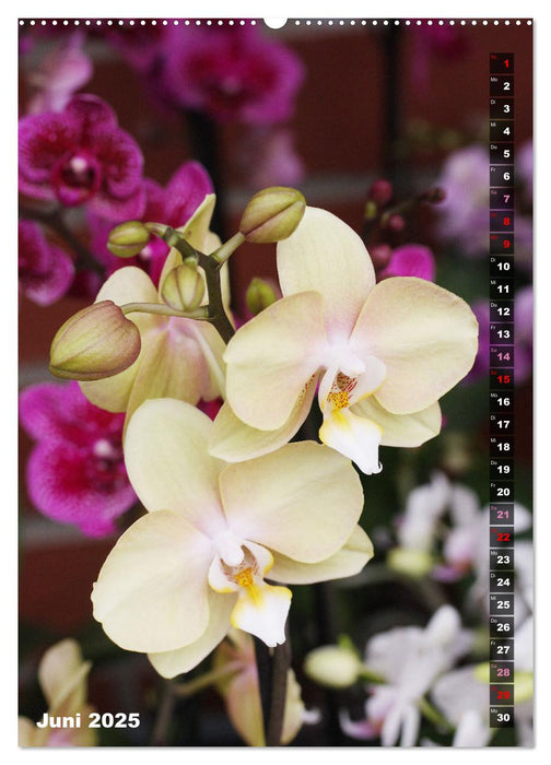 Freude an Orchideen (CALVENDO Premium Wandkalender 2025)