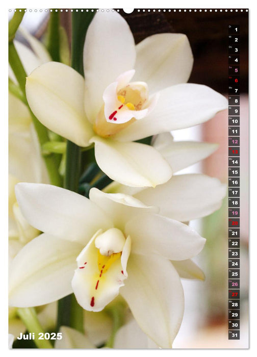 Freude an Orchideen (CALVENDO Premium Wandkalender 2025)