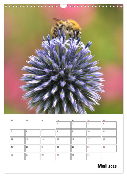 Hummeln und Bienen Terminplaner (CALVENDO Wandkalender 2025)