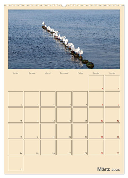 Usedom Ostsee - Terminplaner (CALVENDO Premium Wandkalender 2025)