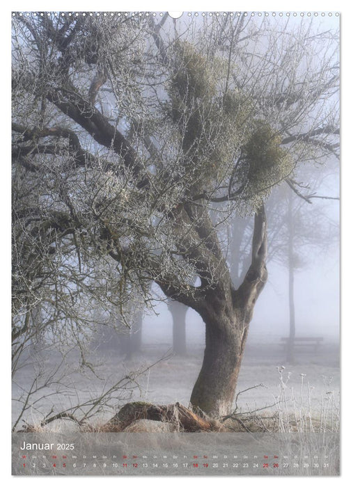 Klimaretter Baum (CALVENDO Premium Wandkalender 2025)