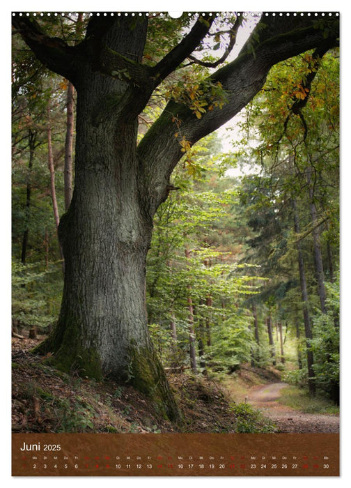 Klimaretter Baum (CALVENDO Premium Wandkalender 2025)